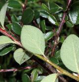 skalník Brandisův <i>(Cotoneaster brandisii)</i> / List