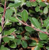 skalník Brandisův <i>(Cotoneaster brandisii)</i> / List