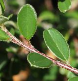 skalník Brandisův <i>(Cotoneaster brandisii)</i> / List