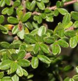 skalník nápadný <i>(Cotoneaster conspicuus)</i> / List