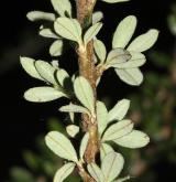 skalník nápadný <i>(Cotoneaster conspicuus)</i> / List
