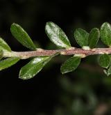 skalník nápadný <i>(Cotoneaster conspicuus)</i> / List