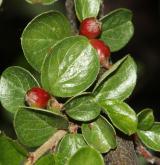 skalník Hjelmqvistův <i>(Cotoneaster hjelmqvistii Flinck & B. Hylmö)</i> / List