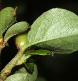 skalník Hjelmqvistův <i>(Cotoneaster hjelmqvistii Flinck & B. Hylmö)</i> / List