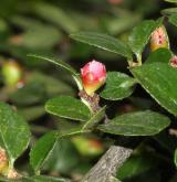 skalník Hjelmqvistův <i>(Cotoneaster hjelmqvistii Flinck & B. Hylmö)</i> / Květ/Květenství