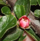 skalník Hjelmqvistův <i>(Cotoneaster hjelmqvistii Flinck & B. Hylmö)</i> / Květ/Květenství