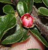 skalník Hjelmqvistův <i>(Cotoneaster hjelmqvistii Flinck & B. Hylmö)</i> / Květ/Květenství