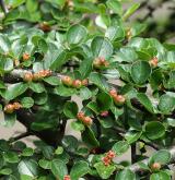 skalník Hjelmqvistův <i>(Cotoneaster hjelmqvistii Flinck & B. Hylmö)</i> / List