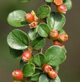 skalník Hjelmqvistův <i>(Cotoneaster hjelmqvistii Flinck & B. Hylmö)</i> / Plod
