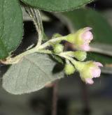 skalník Fangův <i>(Cotoneaster fangianus)</i> / Květ/Květenství