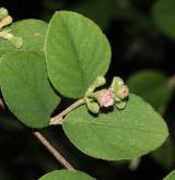skalník Fangův <i>(Cotoneaster fangianus)</i> / List