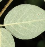 skalník Fangův <i>(Cotoneaster fangianus)</i> / List