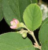 skalník Fangův <i>(Cotoneaster fangianus)</i> / Květ/Květenství