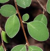 skalník arménský <i>(Cotoneaster armenus)</i> / List