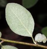 skalník arménský <i>(Cotoneaster armenus)</i> / List