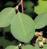 skalník arménský <i>(Cotoneaster armenus)</i> / List