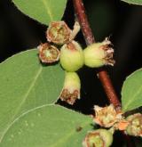 skalník arménský <i>(Cotoneaster armenus)</i> / Plod