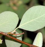 skalník arménský <i>(Cotoneaster armenus)</i> / List