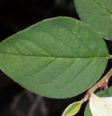 skalník alpínský <i>(Cotoneaster alpinus)</i> / List