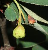 skalník alpínský <i>(Cotoneaster alpinus)</i> / Plod
