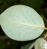 skalník alpínský <i>(Cotoneaster alpinus)</i> / List
