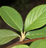 skalník lacteus <i>(Cotoneaster lacteus)</i> / List
