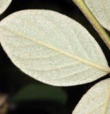 skalník lacteus <i>(Cotoneaster lacteus)</i> / List