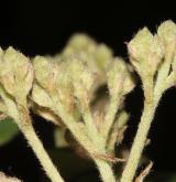 skalník lacteus <i>(Cotoneaster lacteus)</i> / Květ/Květenství