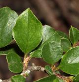 skalník  <i>(Cotoneaster apiculatus)</i> / List