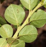 skalník  <i>(Cotoneaster apiculatus)</i> / List