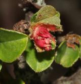 skalník  <i>(Cotoneaster apiculatus)</i> / Květ/Květenství