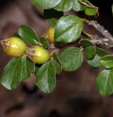 skalník  <i>(Cotoneaster apiculatus)</i> / Plod
