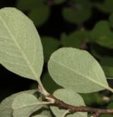 skalník turkménský <i>(Cotoneaster turcomanicus)</i> / List