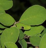 skalník turkménský <i>(Cotoneaster turcomanicus)</i> / List