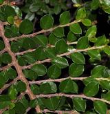 skalník vystoupavý <i>(Cotoneaster ascendens)</i> / List