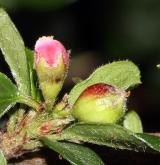 skalník vystoupavý <i>(Cotoneaster ascendens)</i> / Květ/Květenství