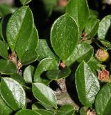 skalník vystoupavý <i>(Cotoneaster ascendens)</i> / List