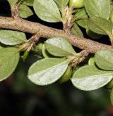 skalník vystoupavý <i>(Cotoneaster ascendens)</i> / List