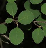 skalník skalní <i>(Cotoneaster saxatilis)</i> / List