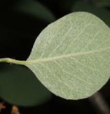 skalník skalní <i>(Cotoneaster saxatilis)</i> / List