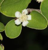 skalník Schubertův <i>(Cotoneaster schubertii)</i> / Květ/Květenství