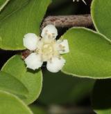 skalník Schubertův <i>(Cotoneaster schubertii)</i> / Květ/Květenství