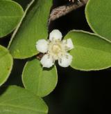 skalník Schubertův <i>(Cotoneaster schubertii)</i> / Květ/Květenství