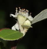 skalník Schubertův <i>(Cotoneaster schubertii)</i> / Květ/Květenství