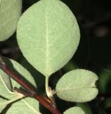 skalník Schubertův <i>(Cotoneaster schubertii)</i> / List