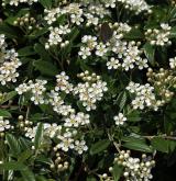 skalník vrbolistý <i>(Cotoneaster salicifolius)</i> / Květ/Květenství