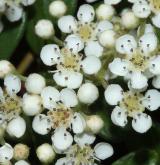 skalník vrbolistý <i>(Cotoneaster salicifolius)</i> / Květ/Květenství