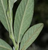 skalník vrbolistý <i>(Cotoneaster salicifolius)</i> / List