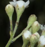 skalník vrbolistý <i>(Cotoneaster salicifolius)</i> / Květ/Květenství