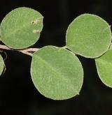 skalník penízkovitý <i>(Cotoneaster nummularoides)</i> / List
